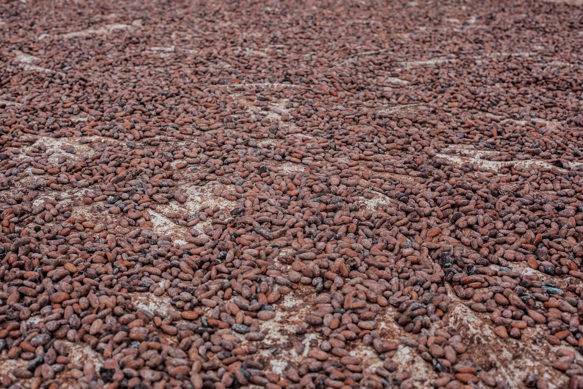 Emploi dans l'agro-industrie en Afrique de l'Ouest : cacao, anacarde, hévéa