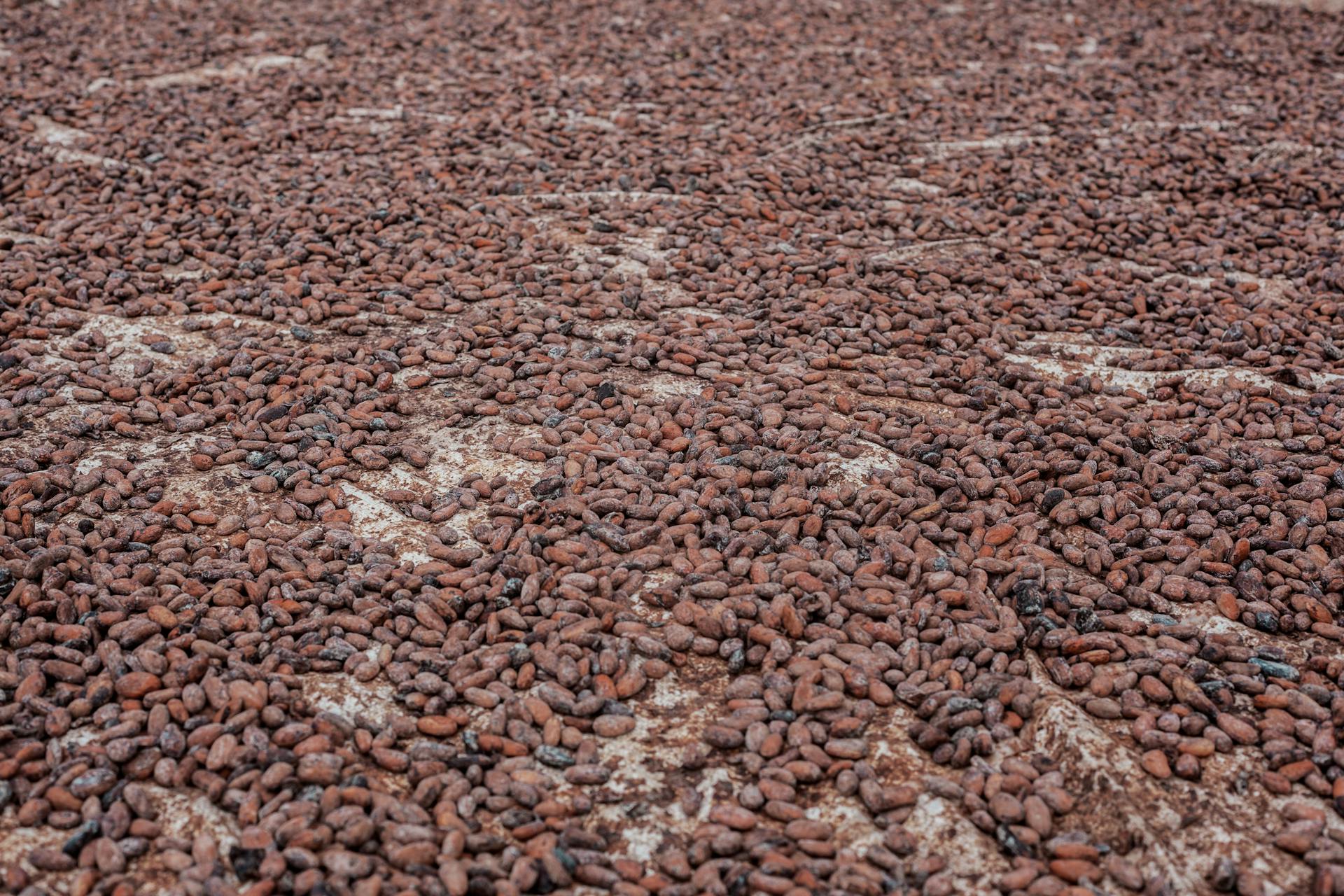 Cocoa beans drying outdoors in Ife, Nigeria, emphasizing natural food processing.