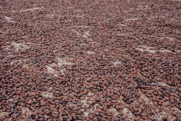 Premium fermented cocoa beans, Uganda