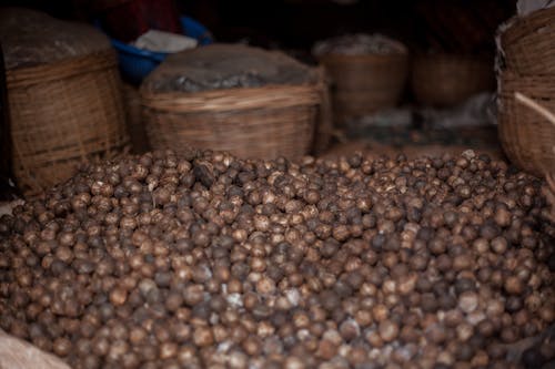 Free stock photo of african walnut