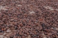 Brown Coffee Beans on Brown Soil