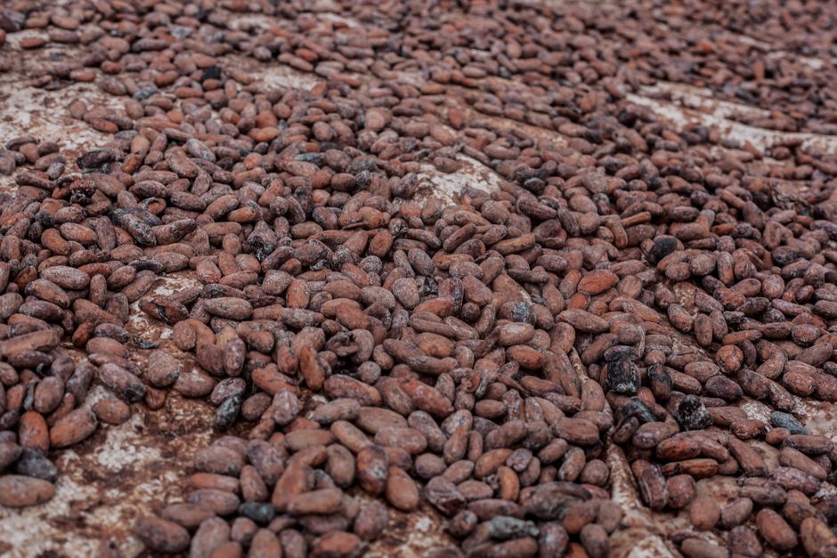 Visite de la ferme de cacao artisanal El Descanso à Isabela