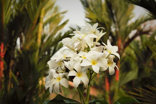 Free Close-up of blooming frangipani flowers against lush green foliage in Alappuzha, India. Stock Photo