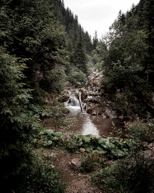 Foto d'estoc gratuïta de aigua, aigua que flueix, arbres verds