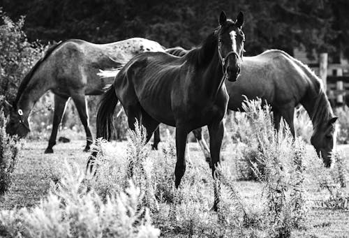 Free Black and White Photo of Horses on Pas Stock Photo