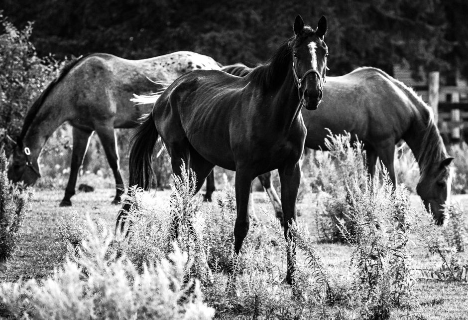 strengthening horse hooves