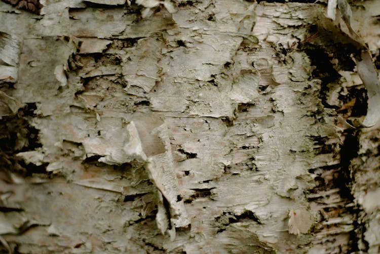 White Bark On Birch Tree In Nature