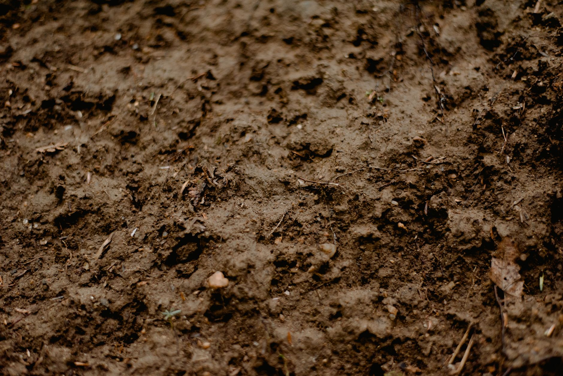 The Earthworm
