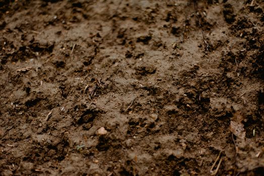 Full frame background of surface of brown wet dirty soil with small sticks