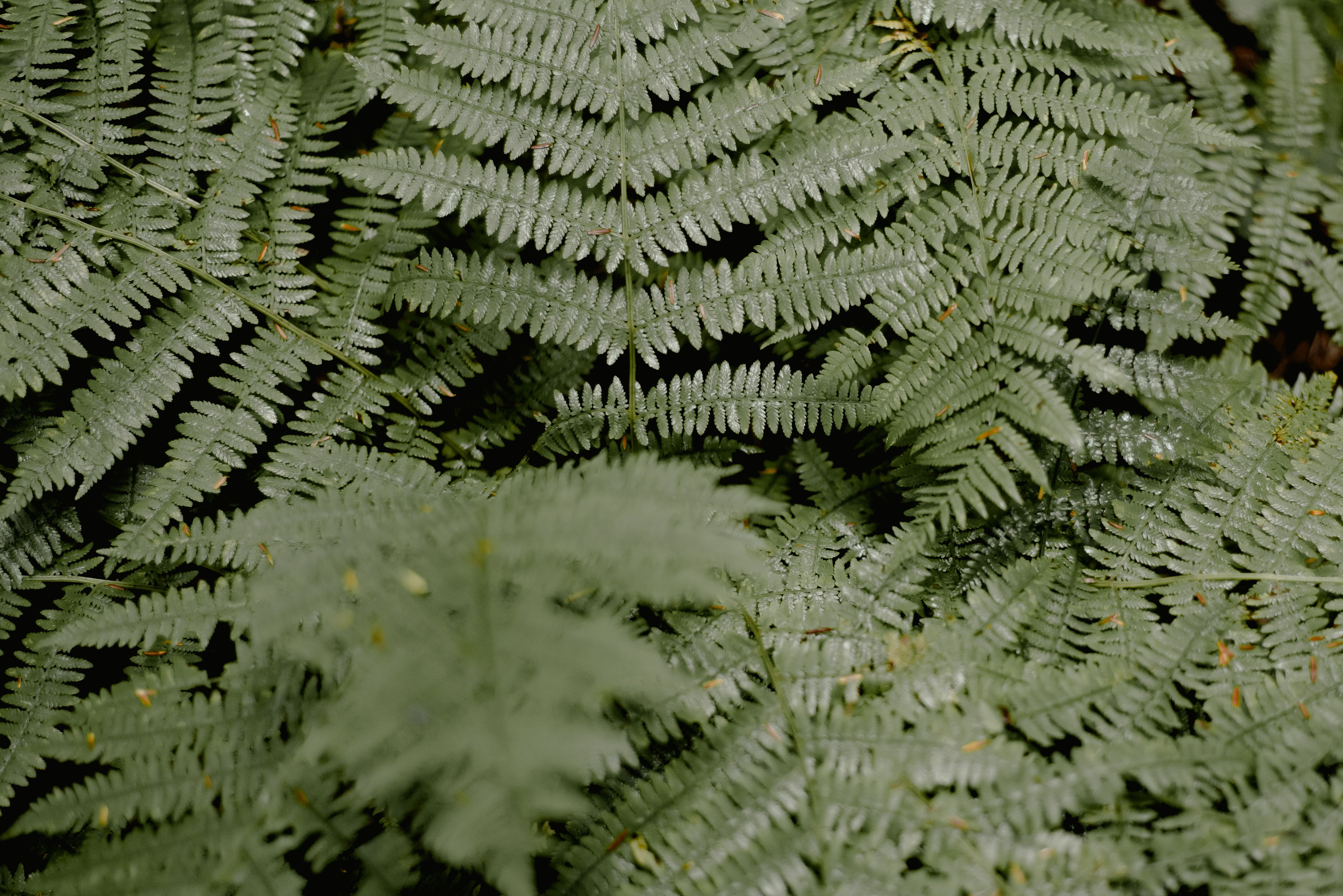 Lush greenery of fern with big bright green foliage growing in dense woodland