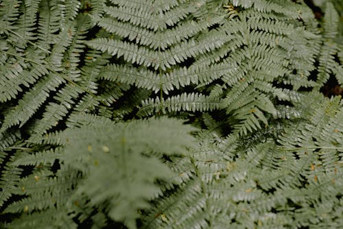 Green leaves of fern growing in forest