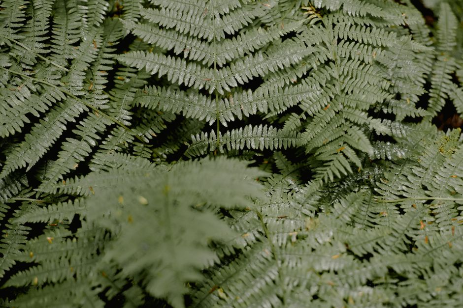 Lush greenery of fern with big bright green foliage growing in dense woodland