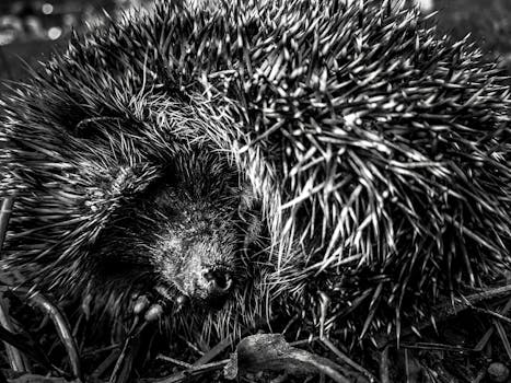 Detailed black and white image of a hedgehog curled up, showcasing its spines.