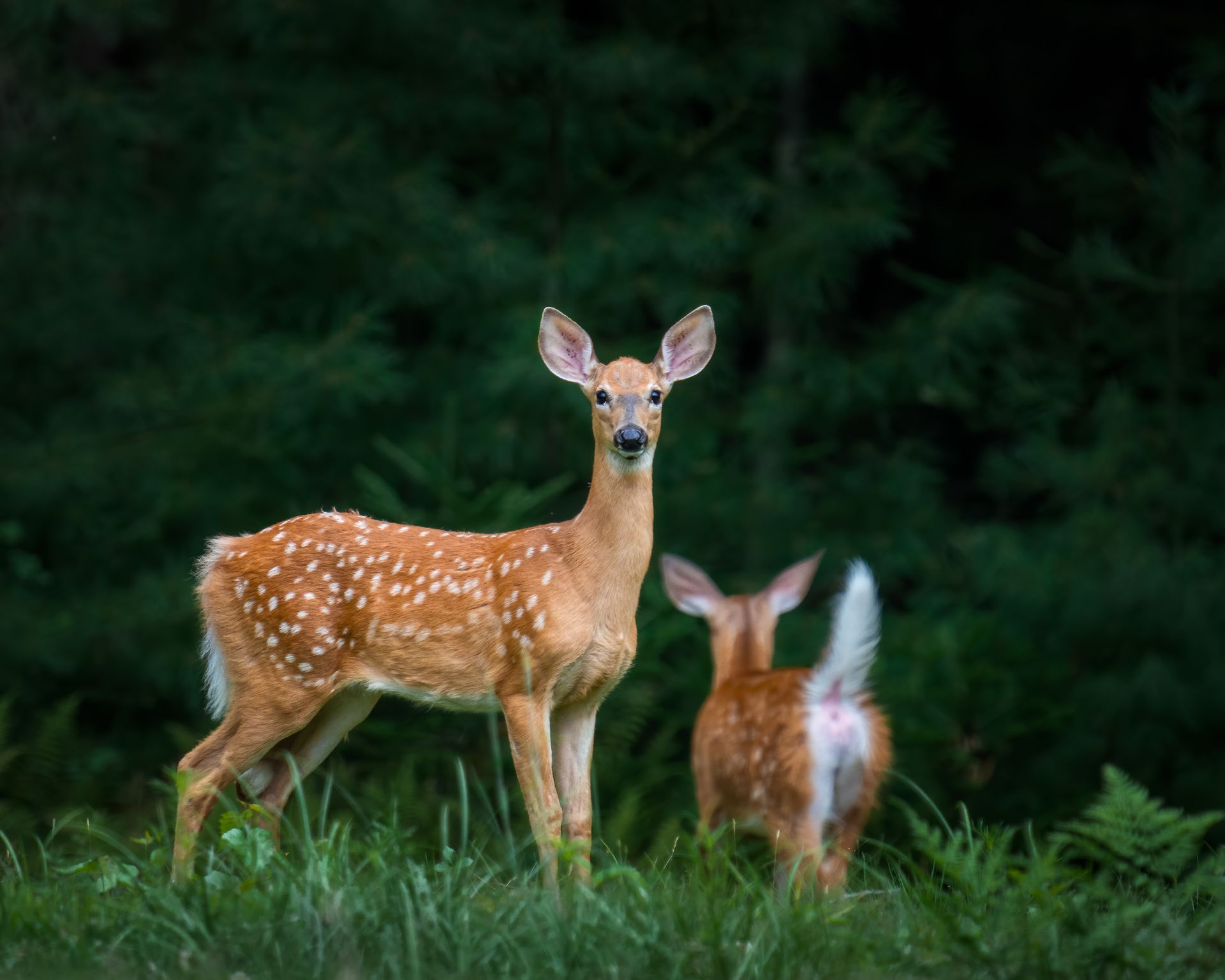 Wild deer grazing on grassy meadow near forest