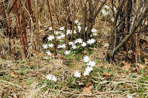 Безкоштовне стокове фото на тему «весна, дикі квіти, завод»
