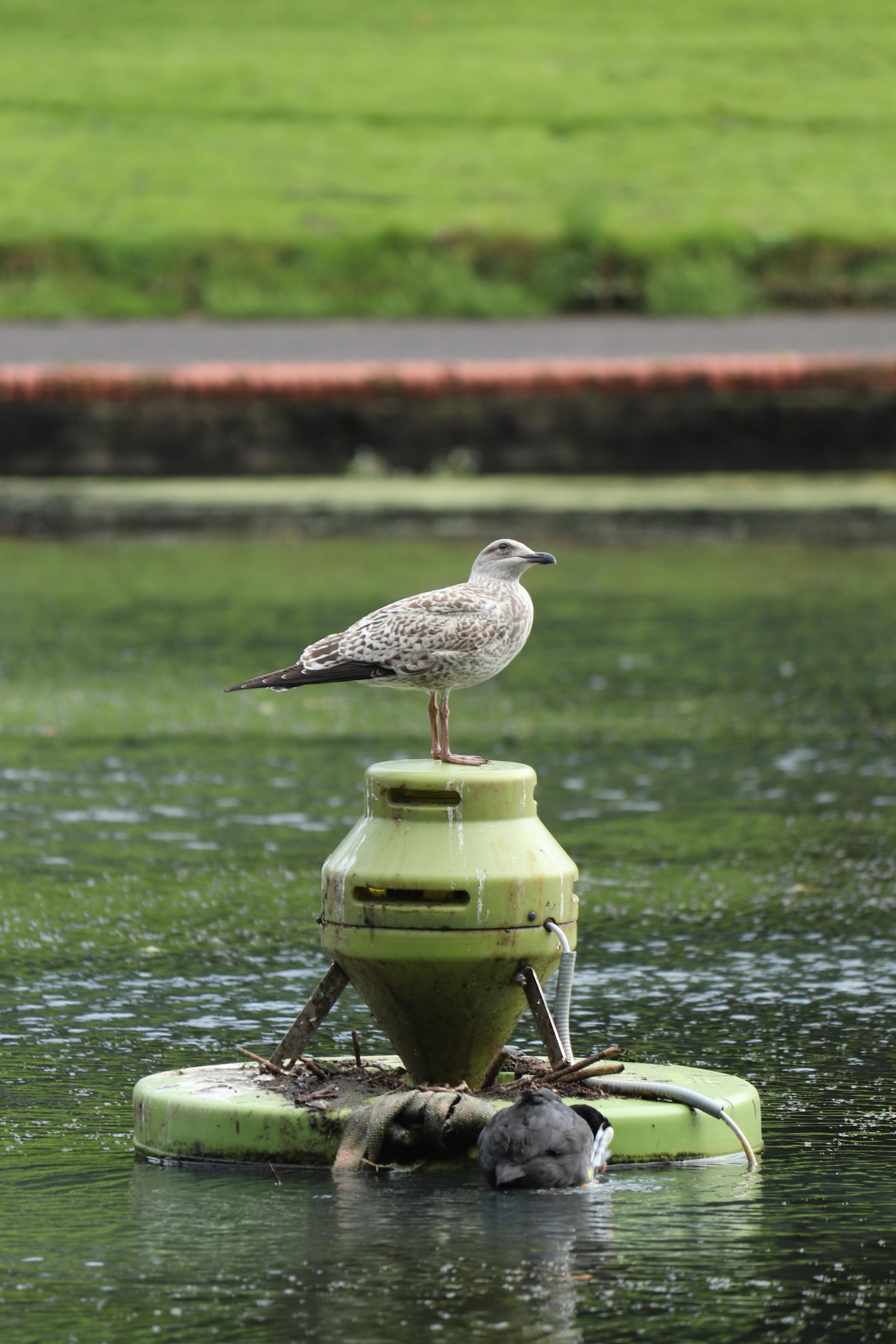 Life Buoy And Megaphone Photos, Download The BEST Free Life Buoy And