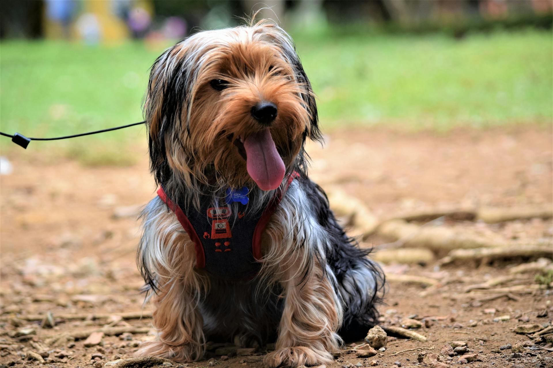 Black and Tan Yorkshire Terrier Puppy