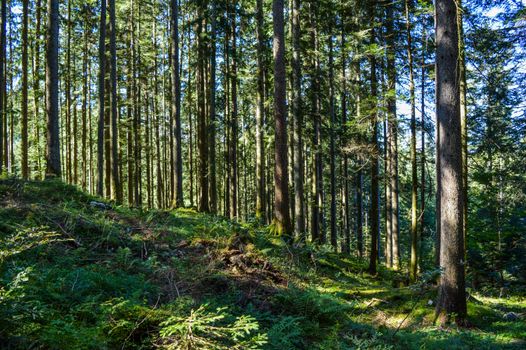 Shady forest with thin green trees
