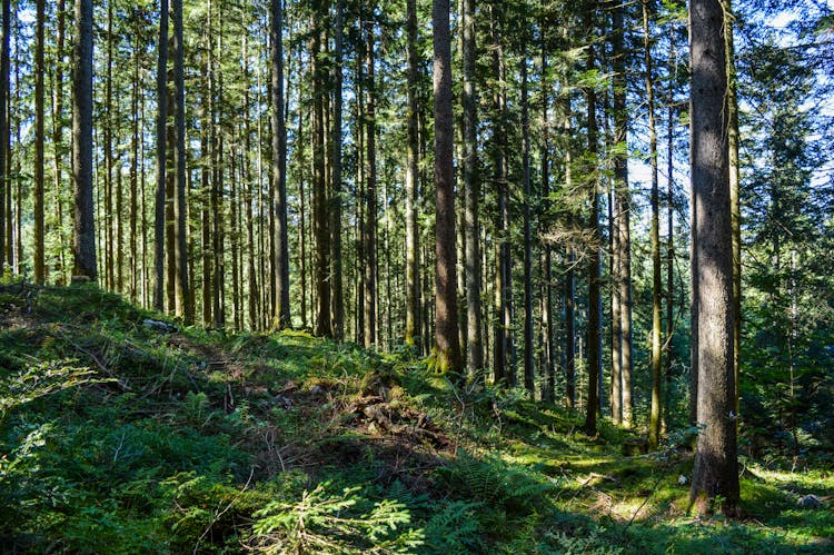 Shady Forest With Thin Green Trees