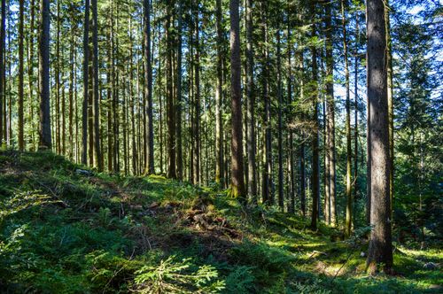 Free Peaceful calm coniferous woods on mossy grassy land with branches on sunny clear day Stock Photo
