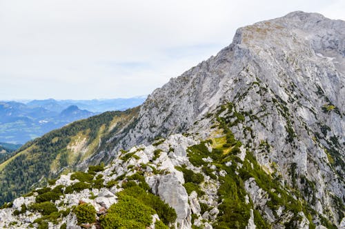 Imagine de stoc gratuită din abraziv, altitudine, arbust