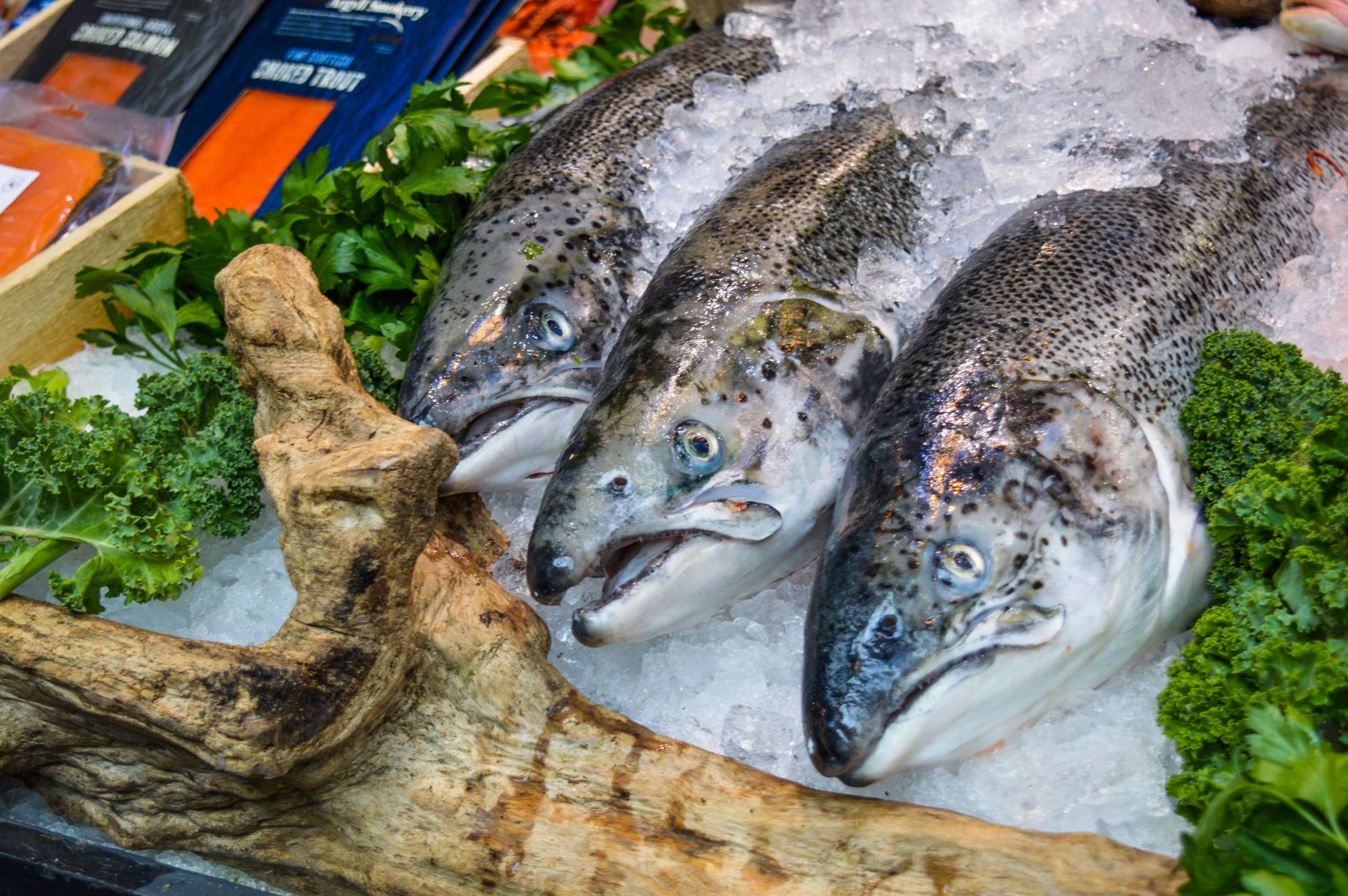 Sustainable certification labeled salmon on grocery shelf