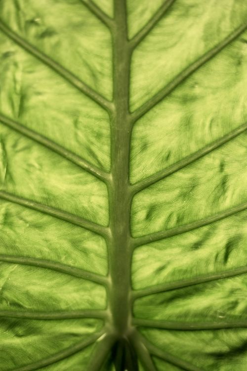 Free Closeup texture of exotic huge leaf of tropical plant with massive stem and veins Stock Photo