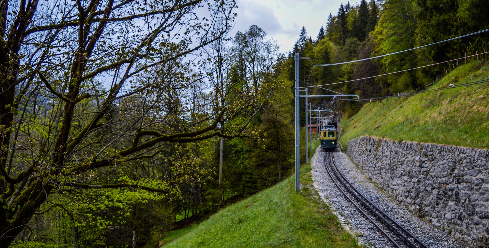 A tranquil train ride through lush, scenic green forests on a serene day.
