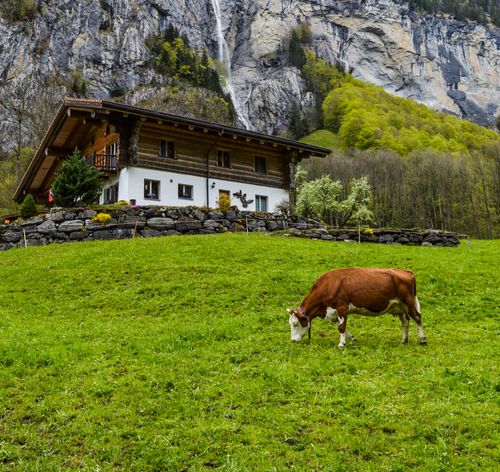 Free Side view of cow grazing on grassy meadow near cozy wooden residential house located against rocky mountain in Switzerland Stock Photo