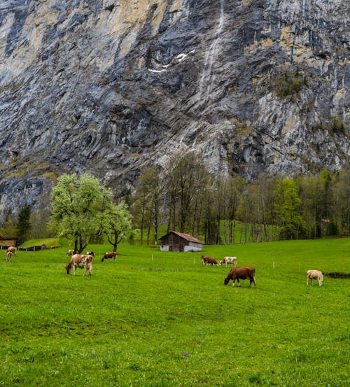 Grazing cows on grassy terrain near rocky mountain