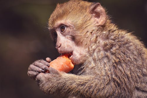 Brown Monkey Eating a Fresh Carrot