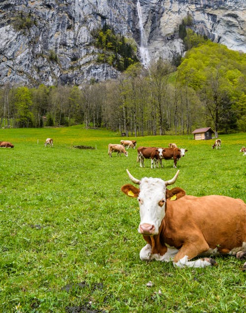 Herd of brown cows grazing on green pasture with green trees and stony mountain on background in countryside in summer day
