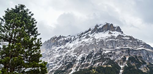 Snowy ridge near green tree under cloudy sky