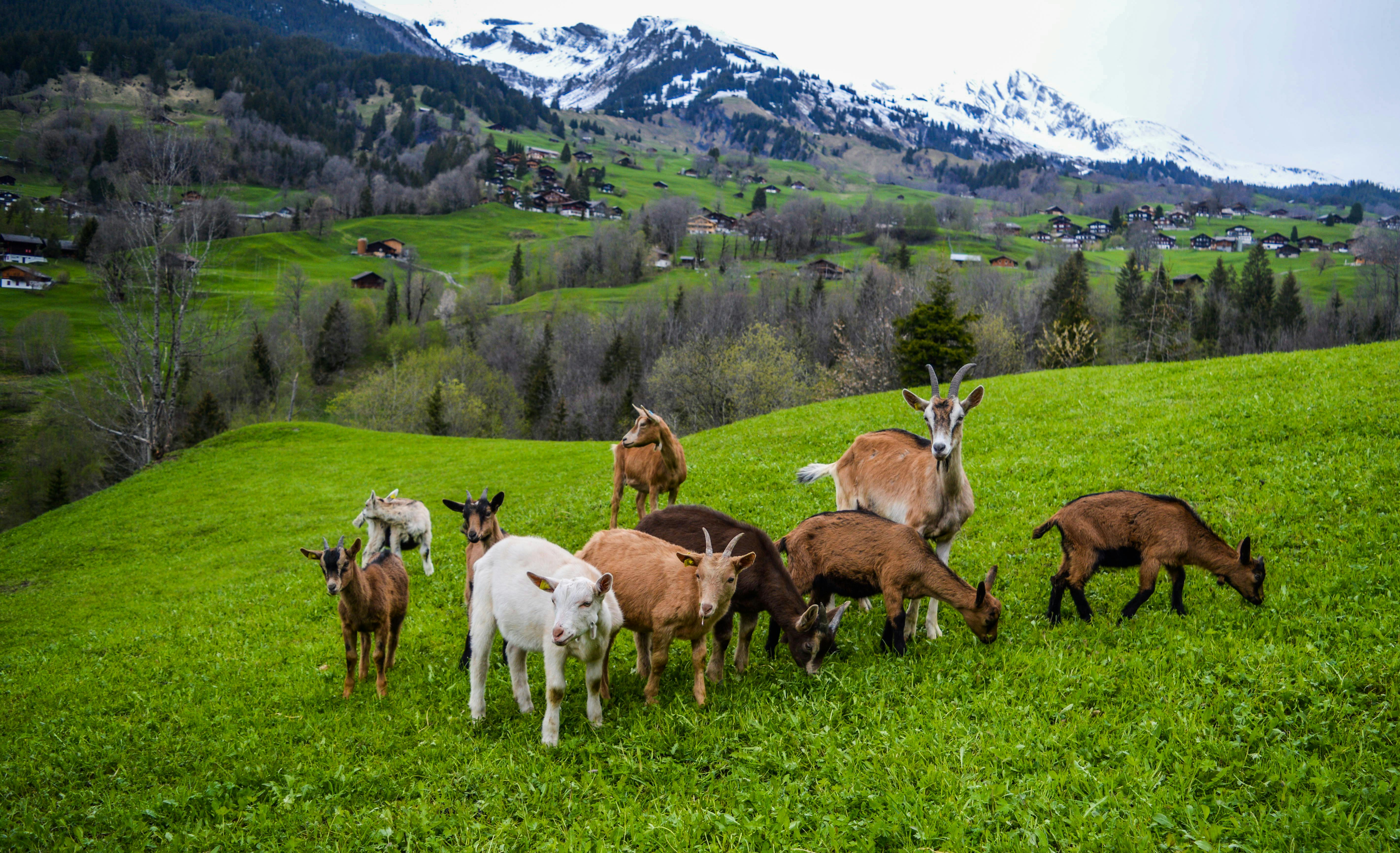 herd of goats grazing in pasture near mountains and village