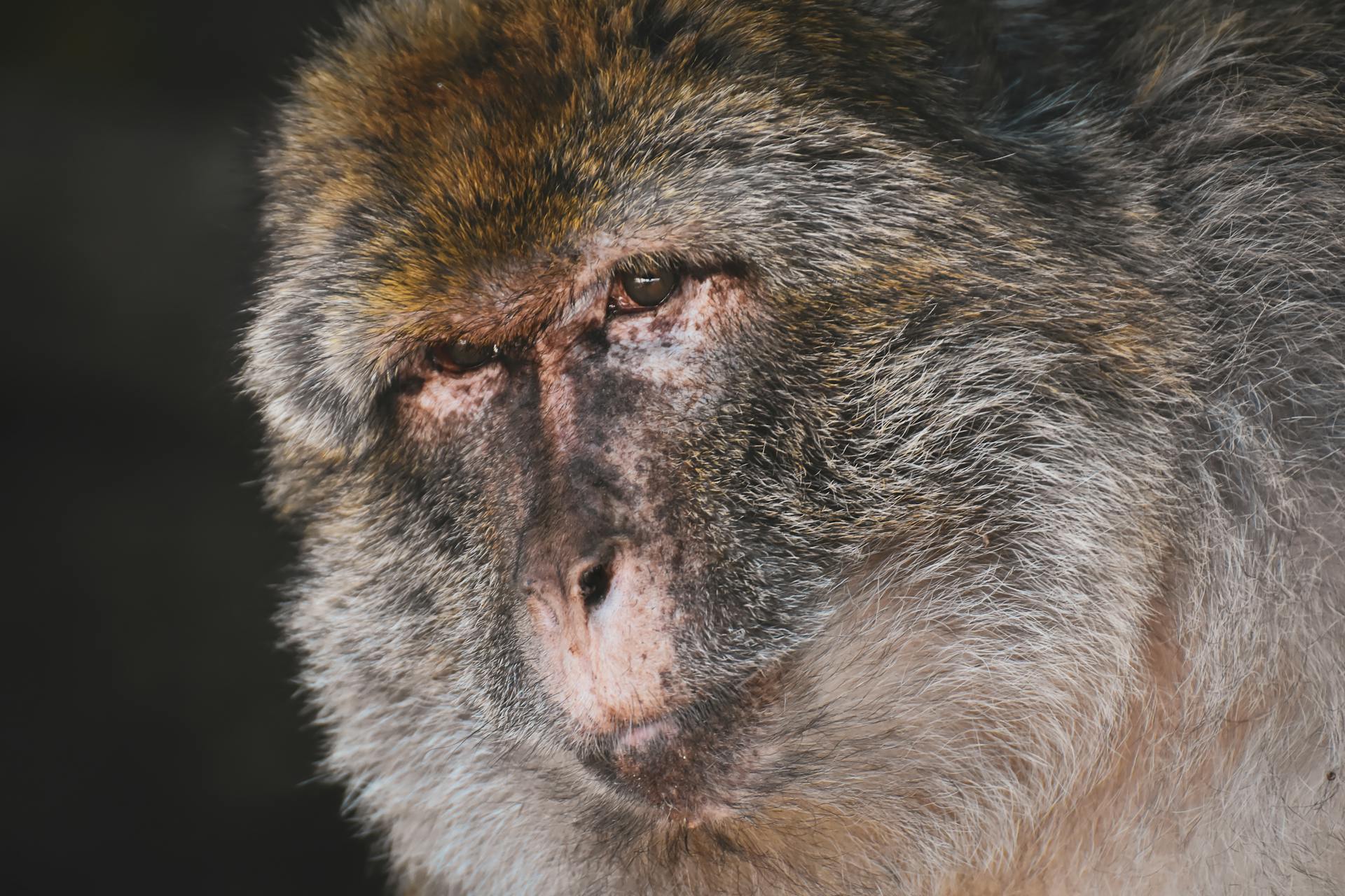 Close-up of a Monkey