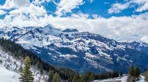 Picturesque scenery of snowy mountain range with coniferous trees growing on slope against cloudy blue sky in Switzerland