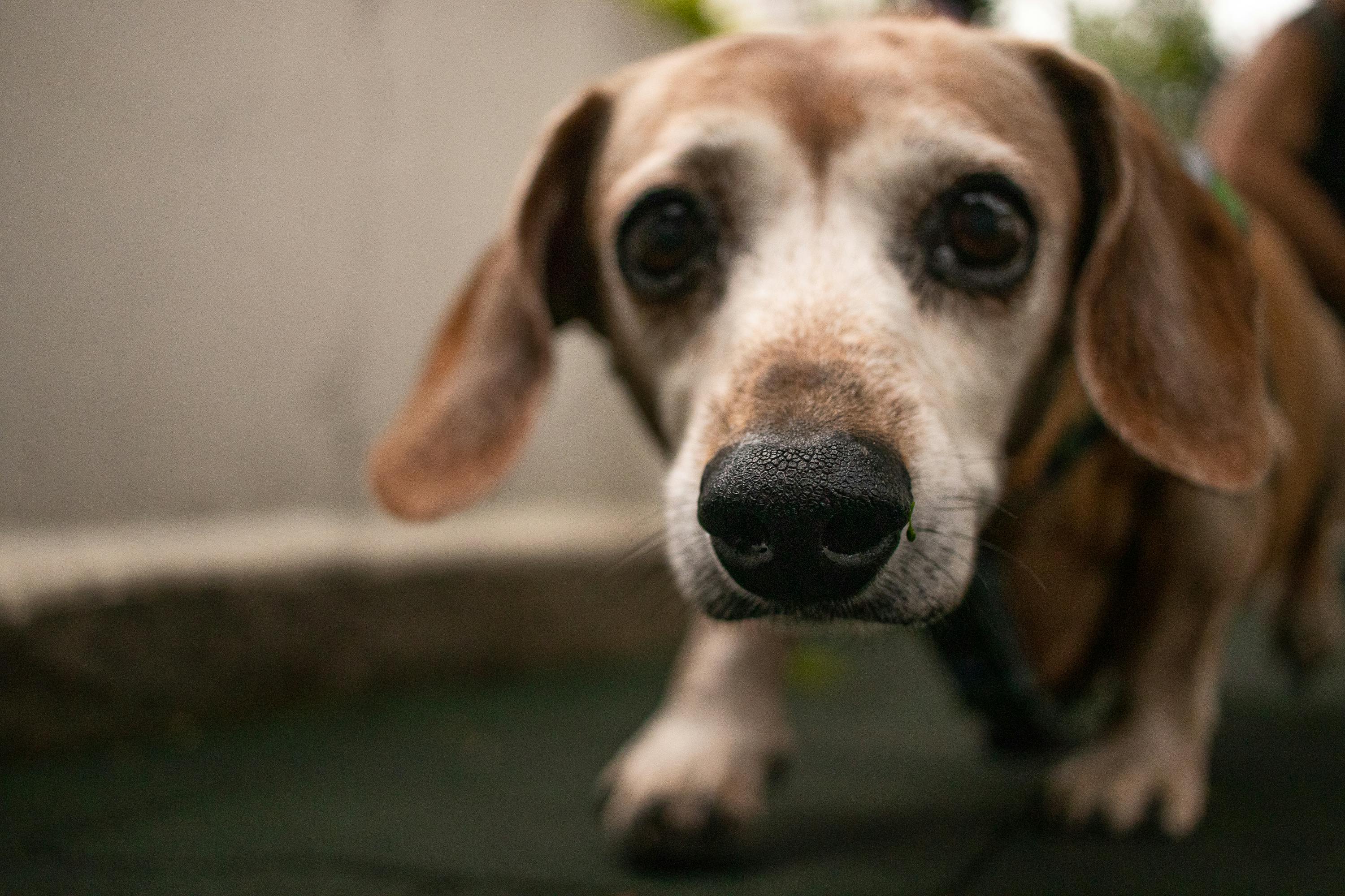 A Short Coated Dachshund  Walking