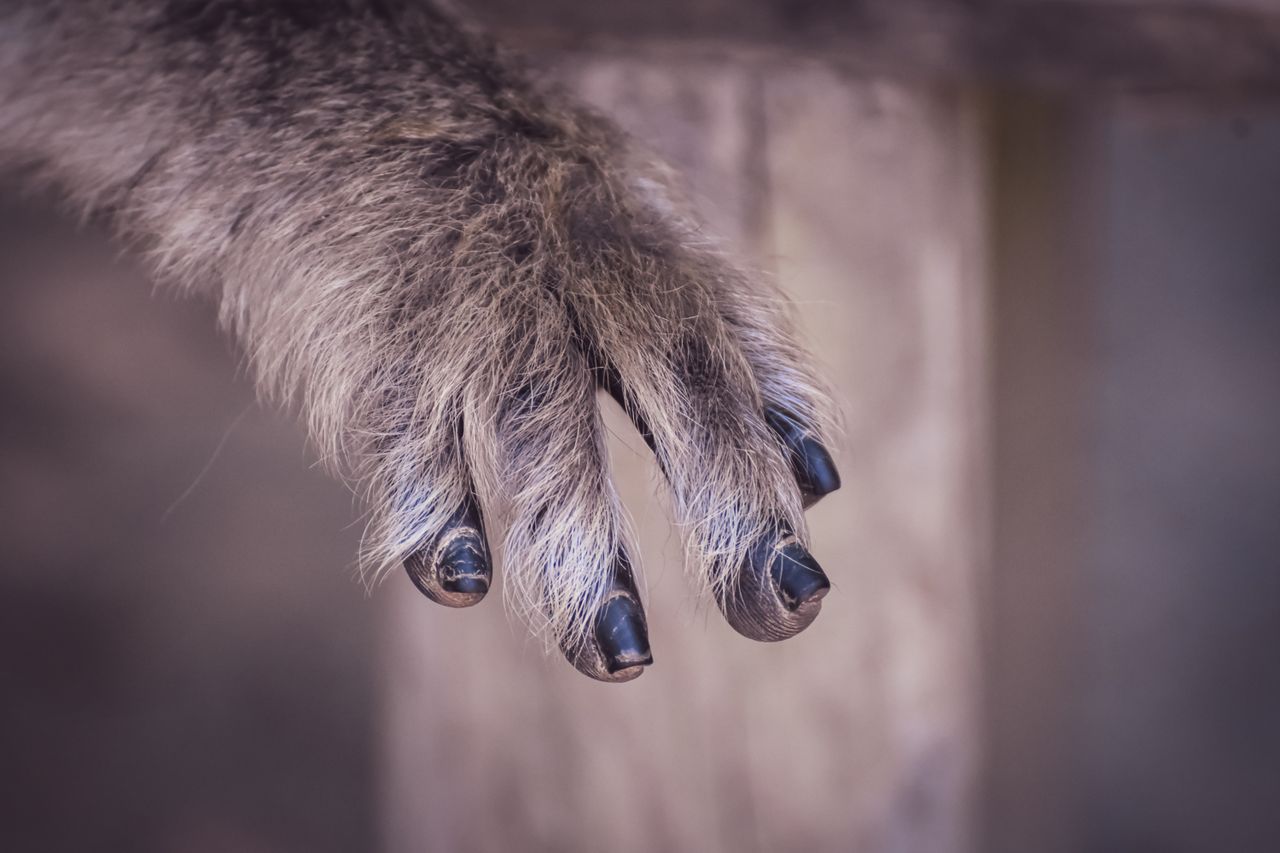 detailed image of a primate hand showcasing its unique black claws aga