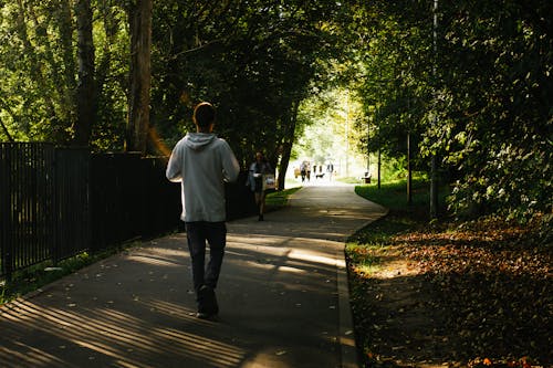 Free stock photo of green, moscow, лес