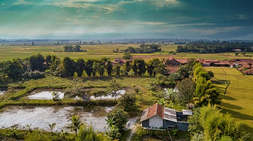 Ingyenes stockfotó drónfelvétel, farm, hántolatlan rizs témában