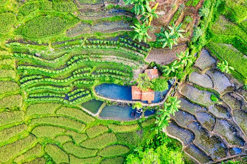 Foto d'estoc gratuïta de agricultura, aigua, camp