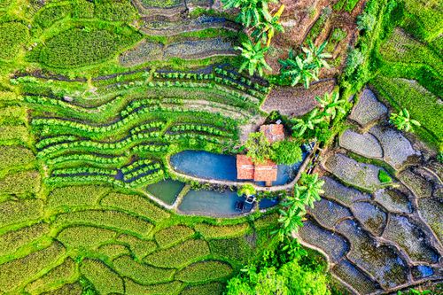 Free Vibrant aerial shot of rice terraces and rural farmhouse in Purwakarta, Indonesia. Stock Photo