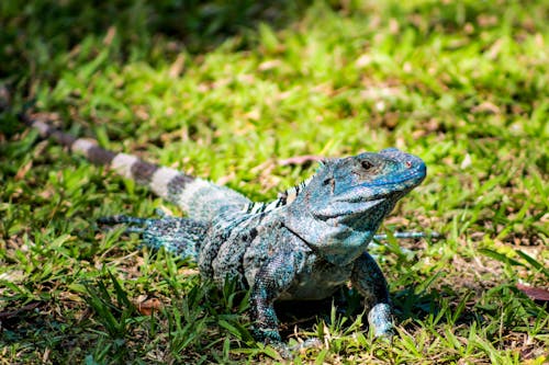 Lizard Crawling on Green Grass