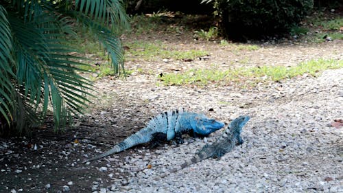 Fotobanka s bezplatnými fotkami na tému leguán