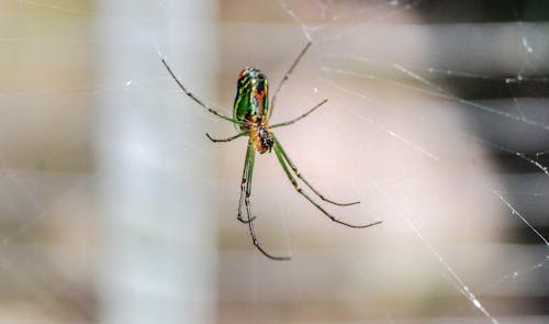 Fotobanka s bezplatnými fotkami na tému pavúk