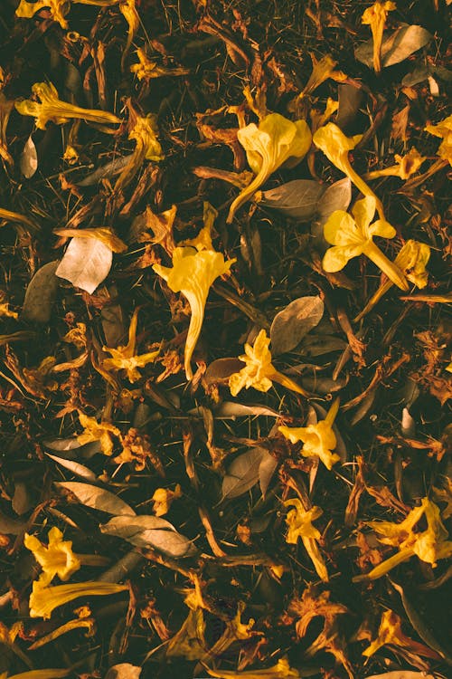 Fotos de stock gratuitas de caído, flores, hojas