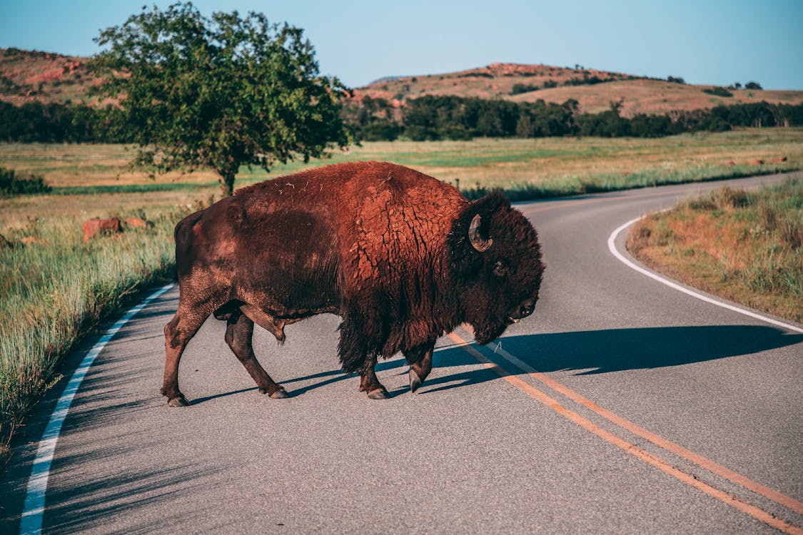 Free Brown Bison Crossing an Asphalt Road Stock Photo