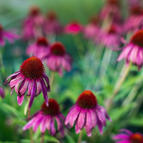 Delicate Echinacea purpurea flowers blooming in garden