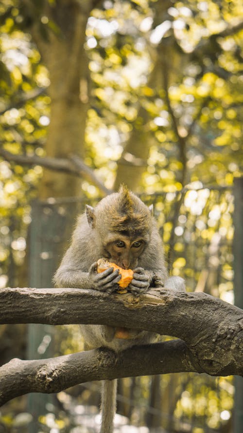 Photos gratuites de animal, branche d'arbre, faune