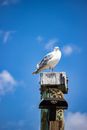 White and Gray Bird on White Concrete Building Under Blue Sky
